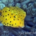 boxfish_yellow_juvenile_kbraerpr3_h_0216_02_sul7066.jpg